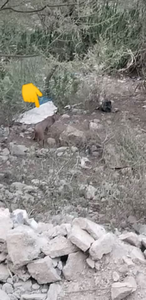 شاهد بالصورة ...ظهور مفاجئ لحيوان مفترس ونادر في شرعب السلام بمحافظة تعز يثير الذعر بين السكان 