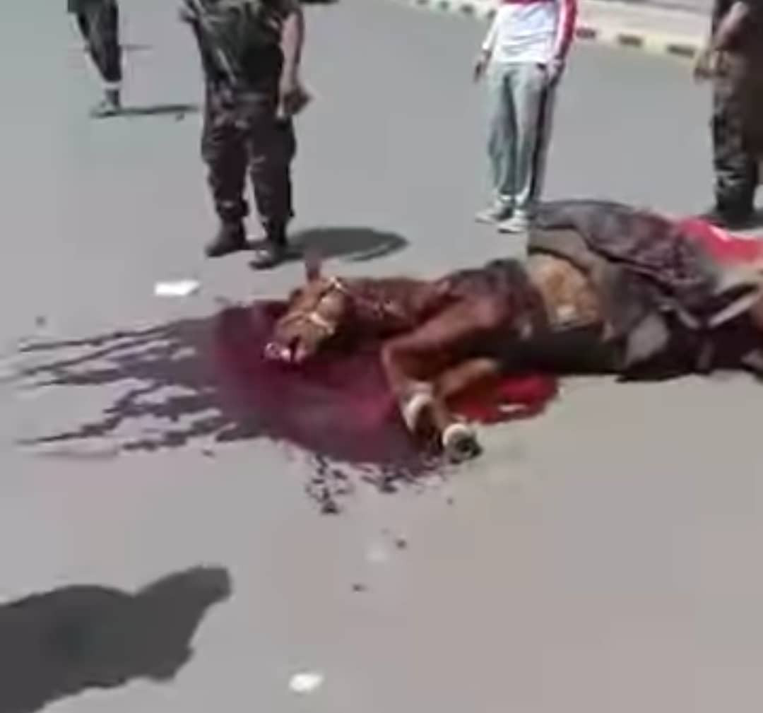 شاهد بالصورة الحوثي يقتل خيل وسط صنعاء بسبب العلم اليمني ويعتقل الفارس